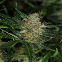 Dream Sherbet Auto (Kannabia) Feminiserede