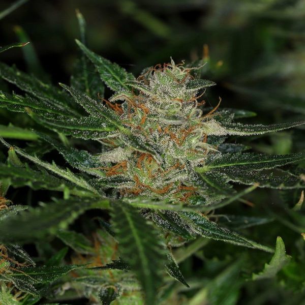 Dream Sherbet Auto (Kannabia) Feminiserede