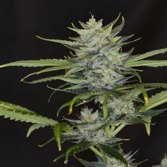 Gorilla King Auto (Kannabia) feminiserede cannabisfr&oslash;