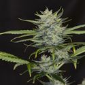 Gorilla King Auto (Kannabia) Feminiserede