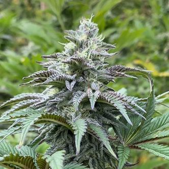 Zkit Kandy Dream Auto (Kannabia) feminiserede cannabisfr&oslash;