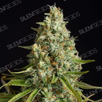 Amnesia Lemon (Silent Seeds) feminiserede cannabisfr&oslash;