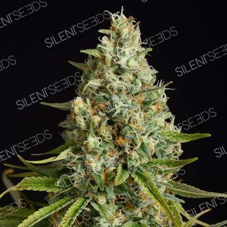 Amnesia Lemon (Silent Seeds) Feminiserede