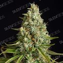 Amnesia Lemon (Silent Seeds) Feminiserede