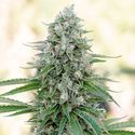 Critical Mango (Silent Seeds) Feminiserede