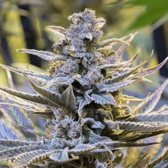 Cookielato (Silent Seeds) feminiserede cannabisfr&oslash;