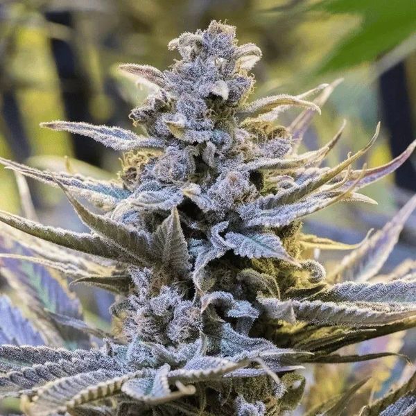 Cookielato (Silent Seeds) Feminiserede