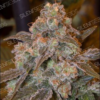 Gorilla Frost (Silent Seeds) feminiserede cannabisfr&oslash;