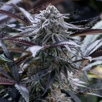 Grape Juice (Silent Seeds) feminiserede cannabisfr&oslash;