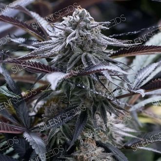 Grape Juice (Silent Seeds) Feminiserede