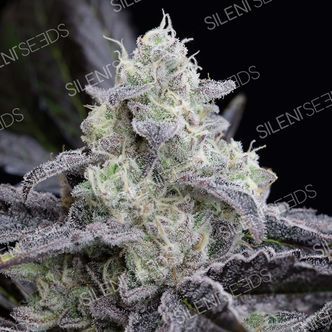 LA Vanilla Cake (Silent Seeds) feminiserede cannabisfr&oslash;
