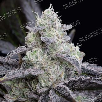 LA Vanilla Cake (Silent Seeds) Feminiserede