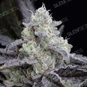 LA Vanilla Cake (Silent Seeds) Feminiserede