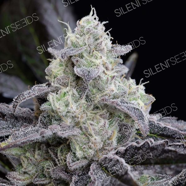 LA Vanilla Cake (Silent Seeds) Feminiserede