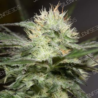Lemon Sorbet (Silent Seeds) feminiserede cannabisfr&oslash;