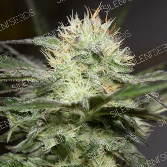 Lemon Sorbet (Silent Seeds) Feminiserede