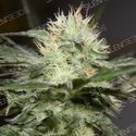 Lemon Sorbet (Silent Seeds) Feminiserede