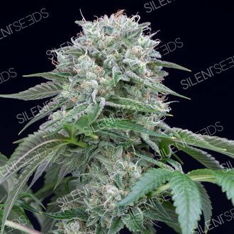 Starfire OG (Silent Seeds) Feminiserede