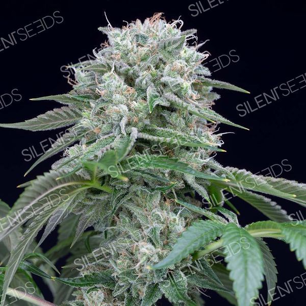 Starfire OG (Silent Seeds) Feminiserede
