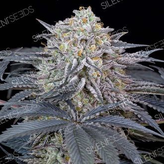 Watermelon Runtz (Silent Seeds) Feminiserede