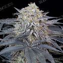 Watermelon Runtz (Silent Seeds) Feminiserede