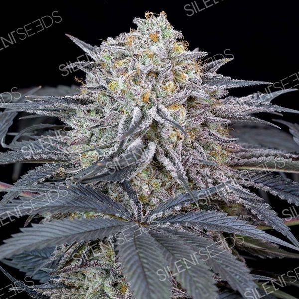 Watermelon Runtz (Silent Seeds) Feminiserede