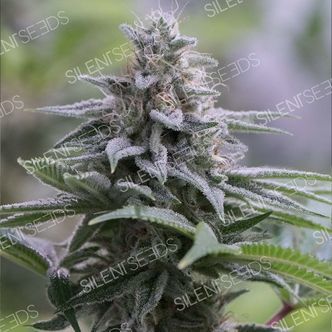 Zkittlez 2.0 (Silent Seeds) feminiserede cannabisfr&oslash;