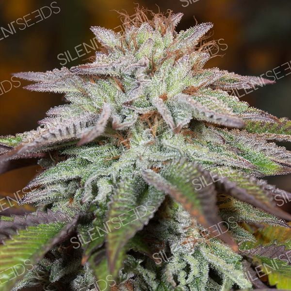 LA Vanilla Cake Auto (Silent Seeds) Feminiserede