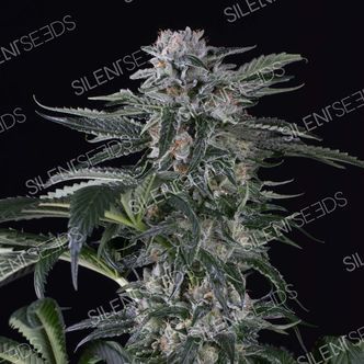 Moby Dick Auto (Silent Seeds) feminiserede