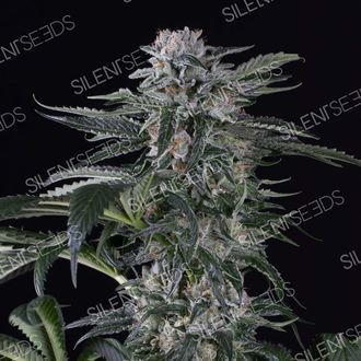 Moby Dick Auto (Silent Seeds) Feminiserede