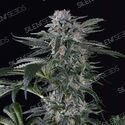 Moby Dick Auto (Silent Seeds) Feminiserede