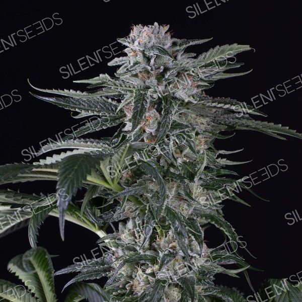 Moby Dick Auto (Silent Seeds) Feminiserede