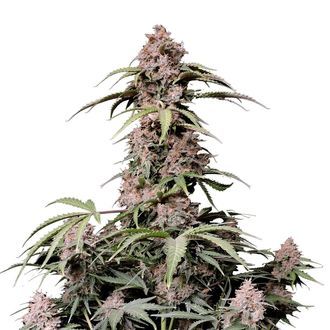 Amnesia Zkittlez Auto (FastBuds) Feminiserede