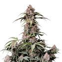 Amnesia Zkittlez Auto (FastBuds) Feminiserede