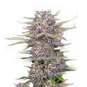 Banana Purple Punch Auto (FastBuds) Feminiserede