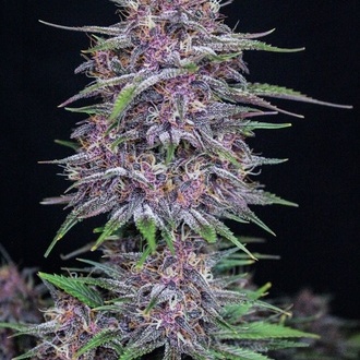 Banana Purple Punch Auto (FastBuds) Feminiserede