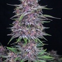 Banana Purple Punch Auto (FastBuds) Feminiserede