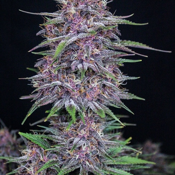 Banana Purple Punch Auto (FastBuds) Feminiserede