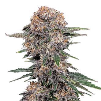 Cherry Cola Auto (FastBuds) Feminiserede