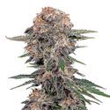 Cherry Cola Auto (FastBuds) Feminiserede
