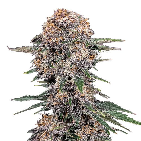 Cherry Cola Auto (FastBuds) Feminiserede