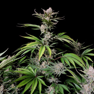 Cherry Cola Auto (FastBuds) Feminiserede