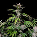 Cherry Cola Auto (FastBuds) Feminiserede