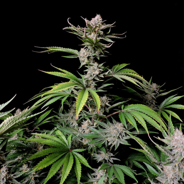 Cherry Cola Auto (FastBuds) Feminiserede