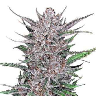 Gorilla Punch Auto (FastBuds) feminiserede