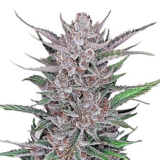 Gorilla Punch Auto (FastBuds) Feminiserede