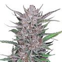 Gorilla Punch Auto (FastBuds) Feminiserede