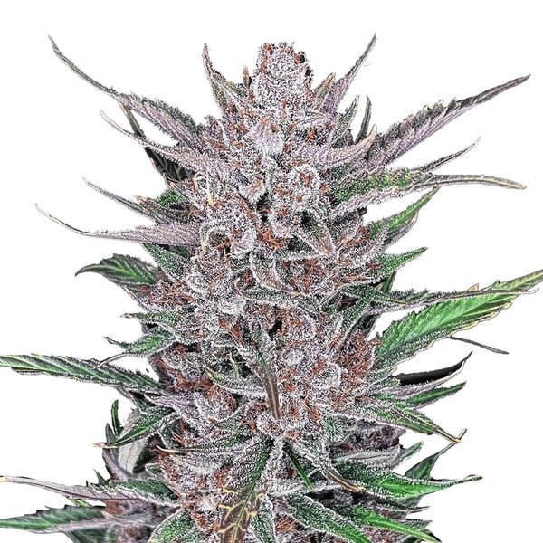 Gorilla Punch Auto (FastBuds) Feminiserede