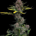 Gorilla Punch Auto (FastBuds) Feminiserede