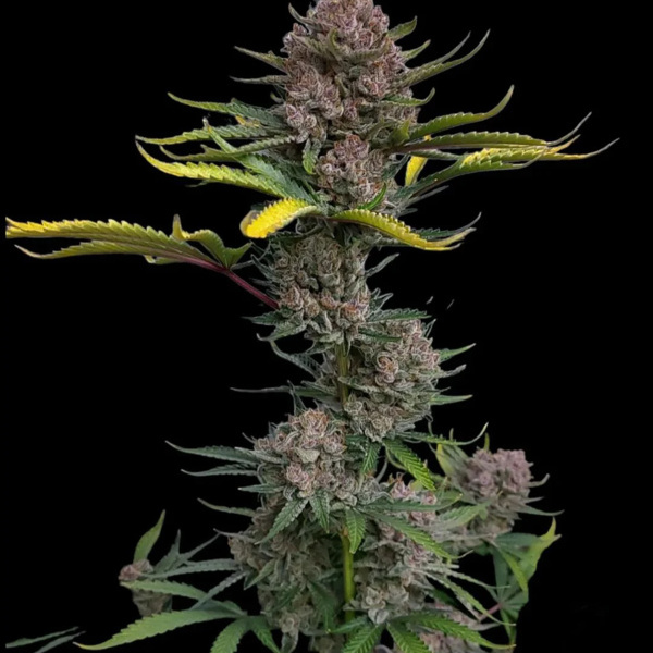Gorilla Punch Auto (FastBuds) Feminiserede